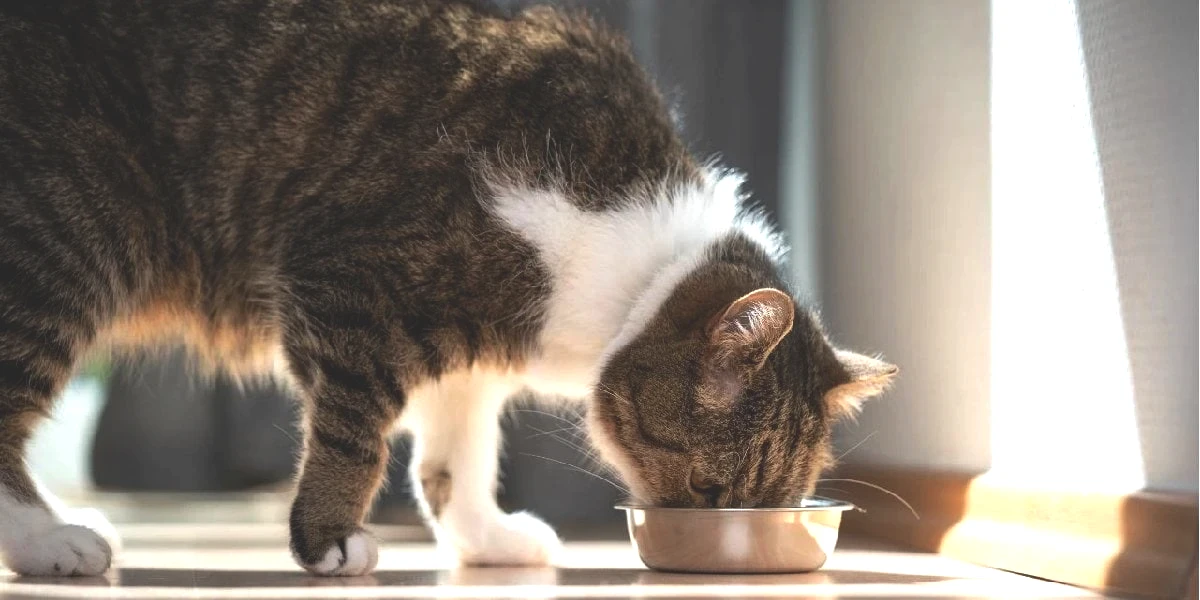 kedi-mamasi-1.jpg