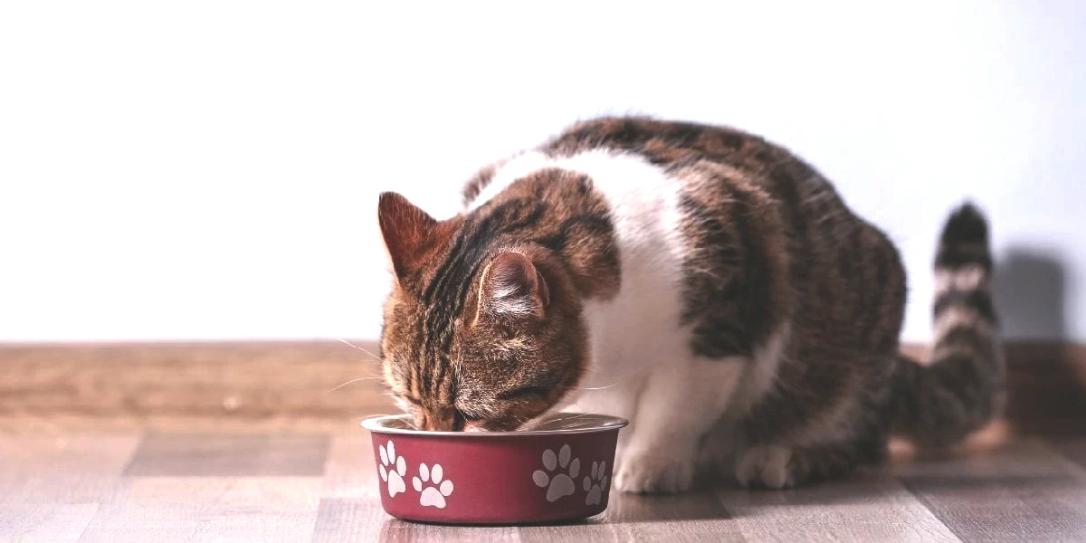 kedi-mamasi-2.jpg